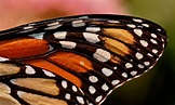 ¿Cómo son las alas de las mariposas? - Guía básica con funciones y usos