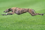 13 Fastest Dog Breeds in the World | Reader's Digest