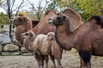 Bactrian Camel Family Photo : pics