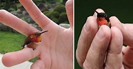 Meet The Bee Hummingbird – The Smallest Bird In The World