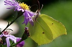 Wie alt werden Schmetterlinge? Arten mit hoher und niedriger Lebenserwatung