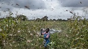 非洲第二輪蝗災規模驚人！ 多為「未成年」蝗蟲 ＊ 阿波羅新聞網