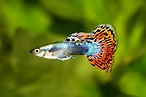 Guppy: Curiosidades, características e mais sobre o peixe! | Guia Animal