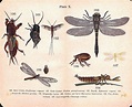 Insects, Crickets, Dragonfly, Flea, Antique Print 1906, Matted (Pl. 10)