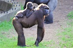 Reproducción de los Gorilas - Gorilla Facts and Information