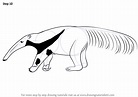 Learn How to Draw a Giant Anteater (Other Animals) Step by Step ...