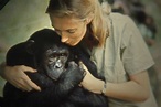 Jane Goodall's Work with Wild Chimpanzees Explored | The Movie Blog