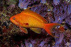 Sea Goldies Facts Photographs and Video | Seaunseen