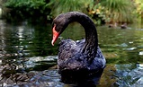‘Black swan’ events strike animal populations | UW News