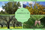 10 tipos de árboles de hoja perenne - Guía completa