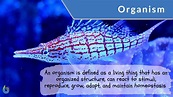 Organism Definition and Examples - Biology Online Dictionary