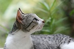 Datei:Domestic cat felis catus.jpg – Wikipedia