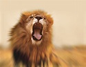 Can You Change Your Roar? – Coaching for Leaders