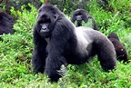 Gorilas de montaña