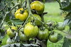 Grüne Tomaten: Sorten, Reifezeit & Pflanztipps - Plantura