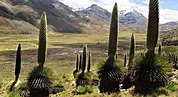 Conoce las 8 regiones naturales del Perú: Región Puna, flora y fauna ...