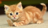 Cute Baby Cats Wallpapers - Wallpaper Cave