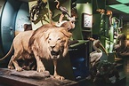 National Museum of Natural History - Natur Musée - Visit Luxembourg