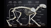 Cat skeleton: overview | Atlas of Comparative Vertebrate Anatomy