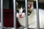 Abandoned pets increase during PCS season | Article | The United States ...