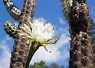 Flor blanca del cactus foto de archivo. Imagen de planta - 29867934