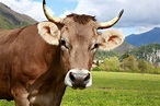 Die Kuh – 12 faszinierende Fakten über Kühe (2022)