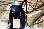 Pablo Escobear, the Bear that Ate 30kg of Cocaine is Finally Getting ...
