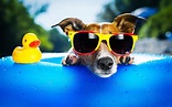 Cool Dog Wallpapers - Top Free Cool Dog Backgrounds - WallpaperAccess