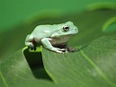 A Guide to Caring for Pet White's Tree Frogs