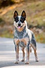 Australian Cattle Dog Dog Breed Complete Guide | AZ Animals