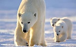 Facts about Polar Bears - Varananda