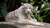 White Tiger UHD 4K Wallpaper | Pixelz
