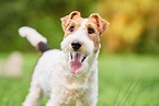 Fox Terrier de pelo duro - Raças de Cachorro