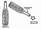 What is the Bottleneck Effect? — Definition & Examples - Expii