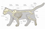 The Cat Skeleton - What Makes Them So Special?