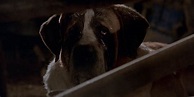 Cujo: 10 Behind-The-Scenes Facts About The Vicious Stephen King Movie ...