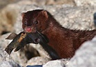 American Mink Animals | Amazing Facts & Latest Pictures | The Wildlife