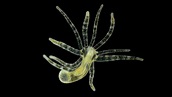 Phylum Cnidaria Part 2: Class Hydrozoa - YouTube