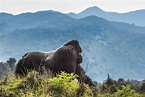Volcanoes National Park | Rwanda Safari Destinations