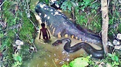 Vídeo: 10 anacondas gigantes captadas por las cámaras en Sudamérica ...