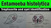 Entamoeba histolytica trophozoite and cyst | microscopic view ((with ...