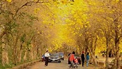 風鈴木－全台最美黃金風鈴木步道 Marvelous Golden Trumpet Tree Sidewalk in Chiayi ...