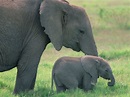 Baby Elephant Who Animal