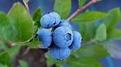 El cultivo de arándano-Berries-Tecnología Hortícola