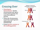 PPT - Meiosis PowerPoint Presentation, free download - ID:2678225