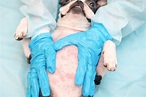 16 Boston Terrier Health Issues To Look Out For
