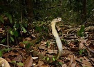 La Cobra Real Caracteristicas Habitat Alimentacion Anatomia - Animales ...