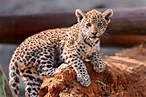 Baby Leopard Wallpapers - Top Free Baby Leopard Backgrounds ...