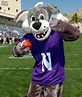 Willie the Wildcat, Northwestern Wildcats mascot, as he appears today ...