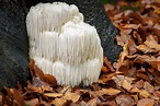 How to Grow Lion's Mane Mushrooms - Plant Instructions